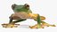 Realistic Tree Frog