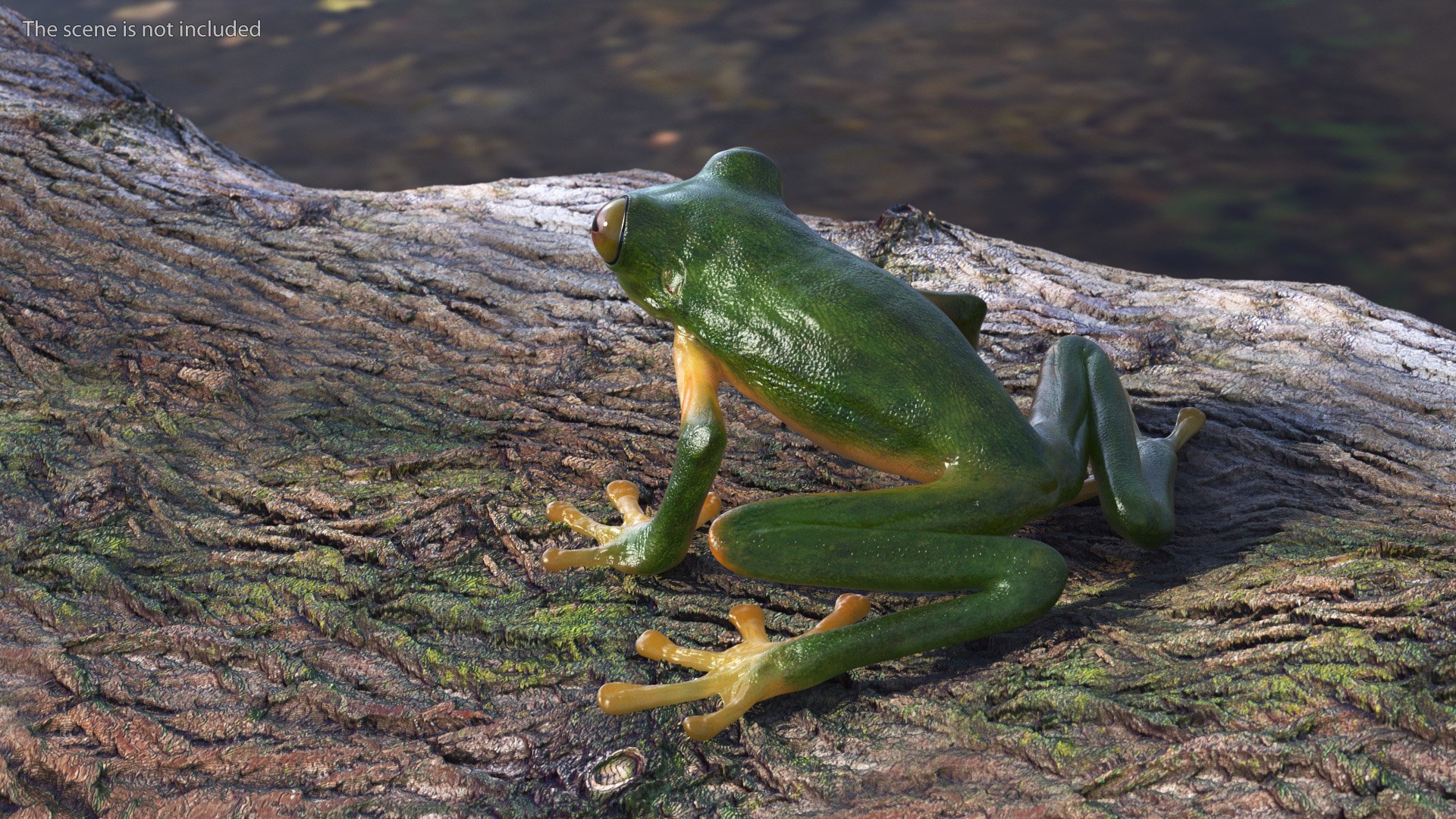 3D Realistic Tree Frog https://p.turbosquid.com/ts-thumb/vi/yM4jE7/ij/realistic_tree_frog_005/jpg/1743251088/1920x1080/fit_q87/bd37a167aeee777343651e166ac45245378adec0/realistic_tree_frog_005.jpg