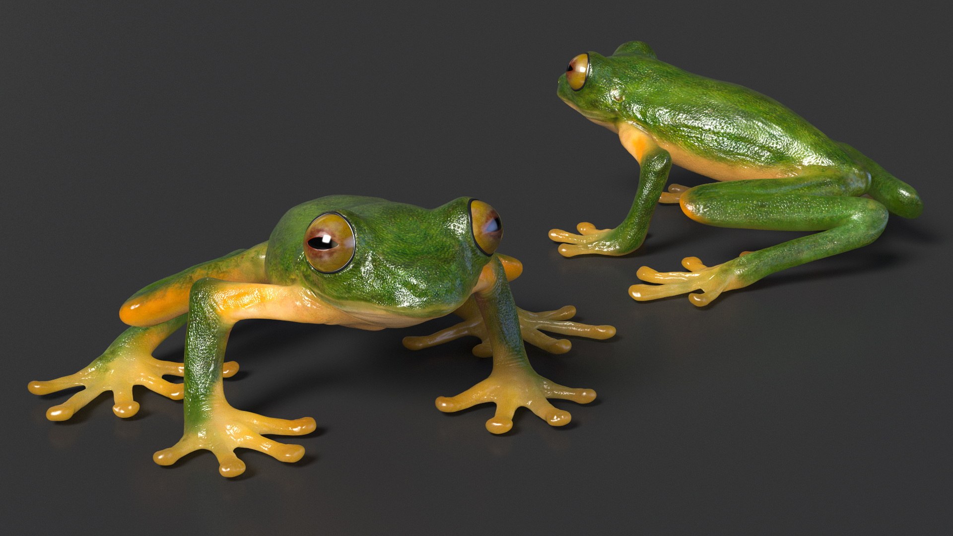 3D Realistic Tree Frog https://p.turbosquid.com/ts-thumb/vi/yM4jE7/qA/realistic_tree_frog_006/jpg/1743251091/1920x1080/fit_q87/2664f0369f1e356729b557582f2e1dfead16019e/realistic_tree_frog_006.jpg