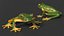 Realistic Tree Frog
