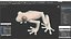 Realistic Tree Frog
