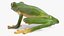 Realistic Tree Frog