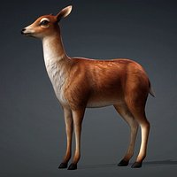 Deer-D1