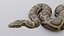 Animated Burmese Python
