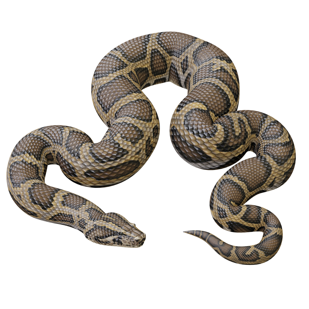 Burmese python animation 3D model - TurboSquid 1264730