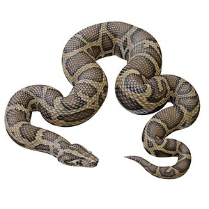 burmese python animation 3D model