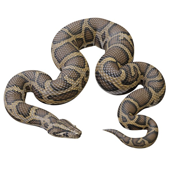 Burmese Python - Rigged 3D model - TurboSquid 1774445