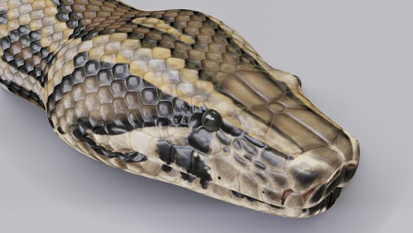 Burmese python animation 3D model - TurboSquid 1264730