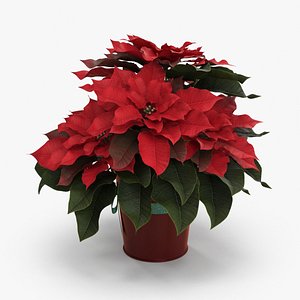 3d potted poinsettia model