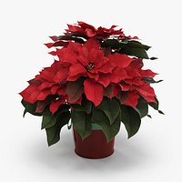 Potted Poinsettias