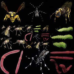 Insect Collection Rigged Low Poly