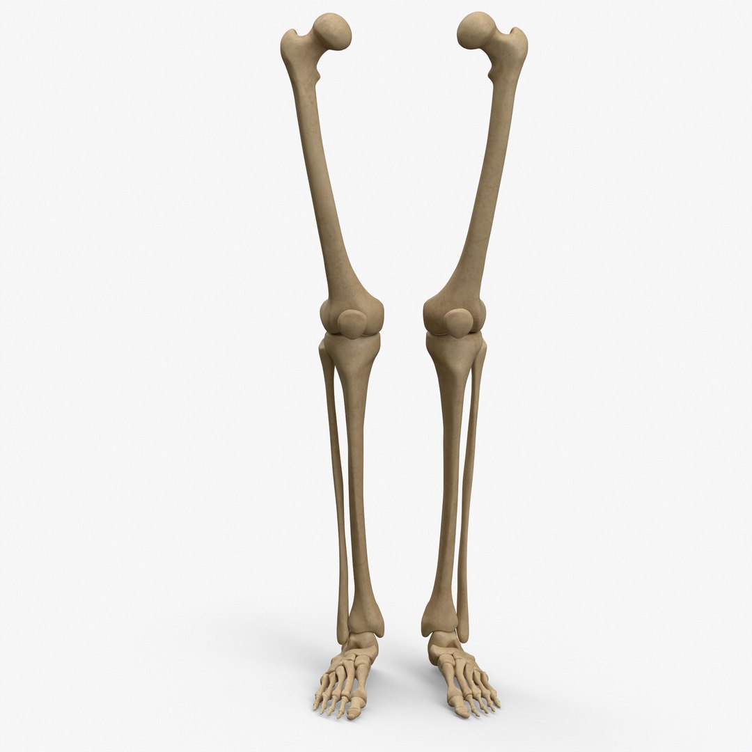 Anatomy legs foot bones 3D model - TurboSquid 1398432