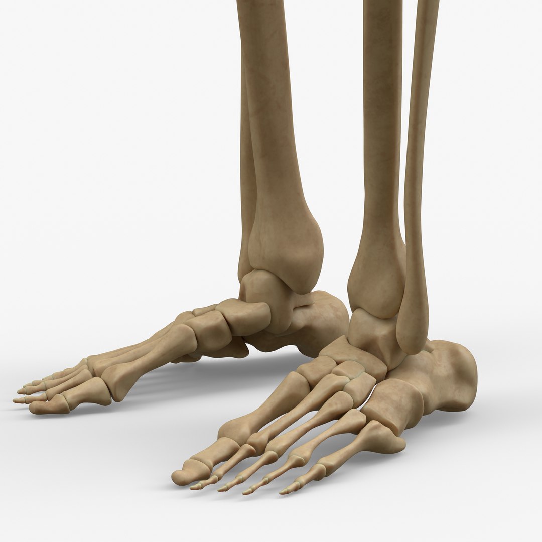 Anatomy Legs Foot Bones 3D Model - TurboSquid 1398432