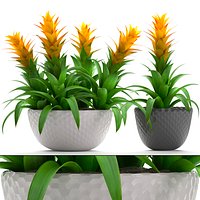 Tropical plant Bromelia