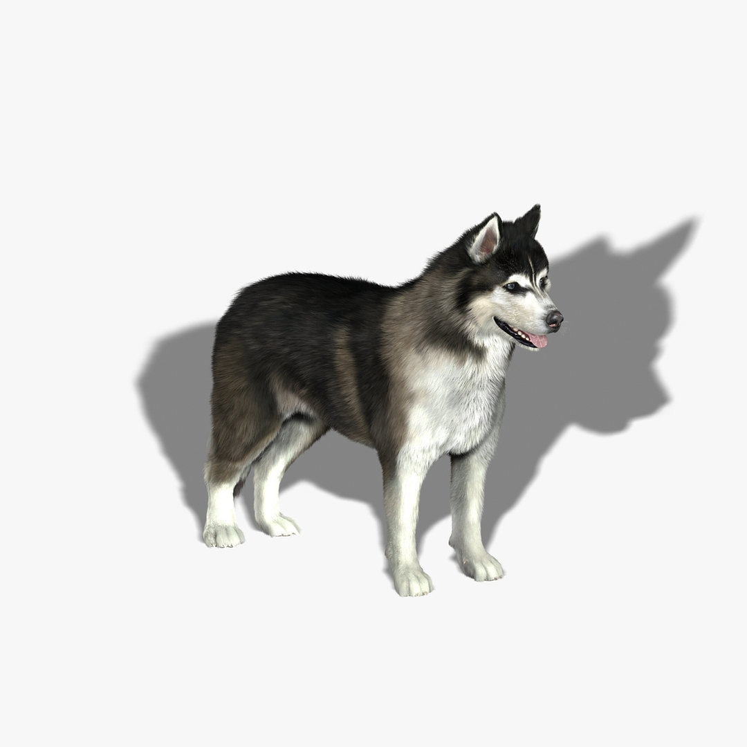 obj siberian husky fur https://p.turbosquid.com/ts-thumb/vj/fLAvEn/ArGJr9c2/turn/jpg/1300372738/1920x1080/turn_fit_q99/f90518a9bad9ac6625cac06afc61fbc53ca7304e/turn-1.jpg
