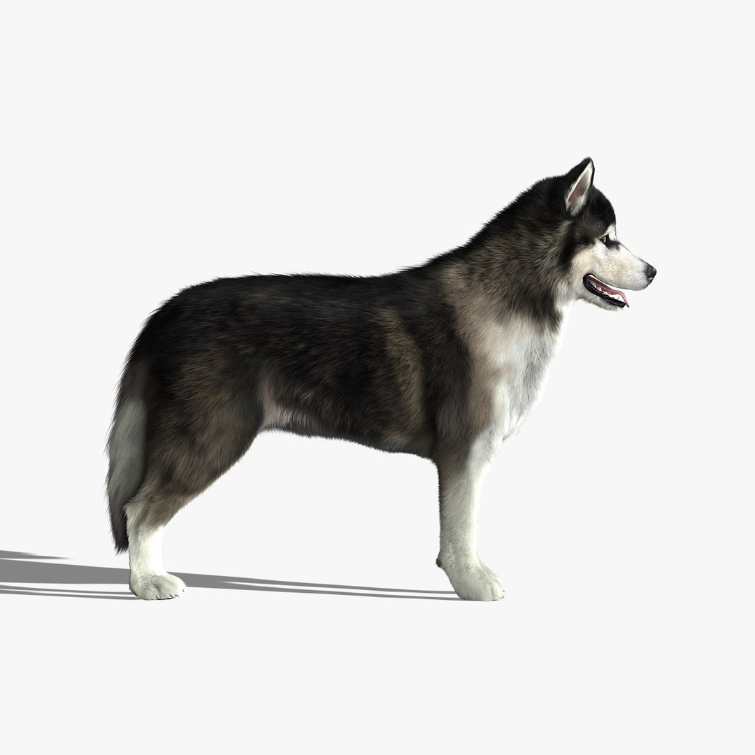 obj siberian husky fur https://p.turbosquid.com/ts-thumb/vj/fLAvEn/DCFqEe41/newhd2/jpg/1300286922/1920x1080/fit_q87/c3a0846ab1ddef6203fbf39997f6132363c52e84/newhd2.jpg