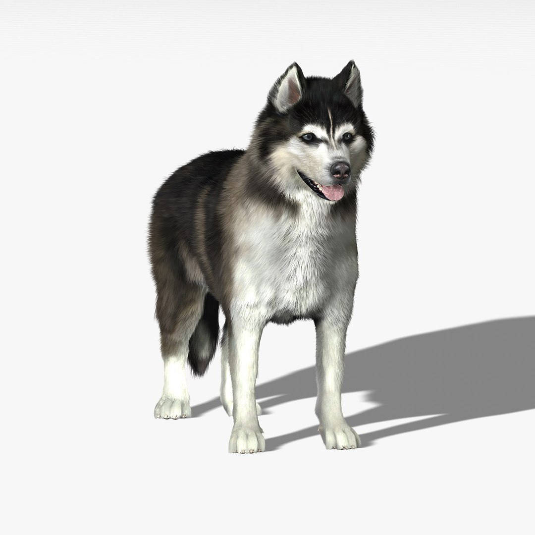obj siberian husky fur https://p.turbosquid.com/ts-thumb/vj/fLAvEn/FINn2hEe/newhd5/jpg/1300288270/1920x1080/fit_q87/2d75b65388237687c39eb9abd0cdb8a5b7bf5bb5/newhd5.jpg