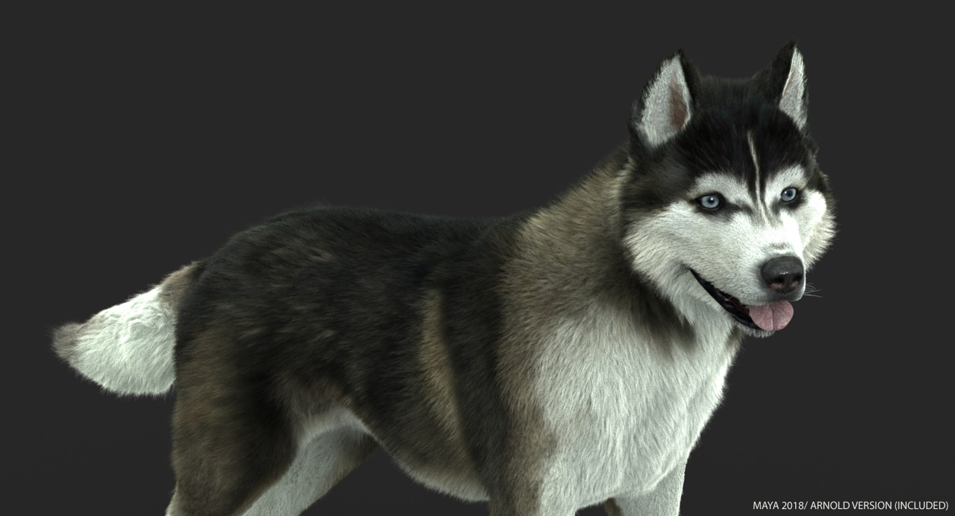 obj siberian husky fur