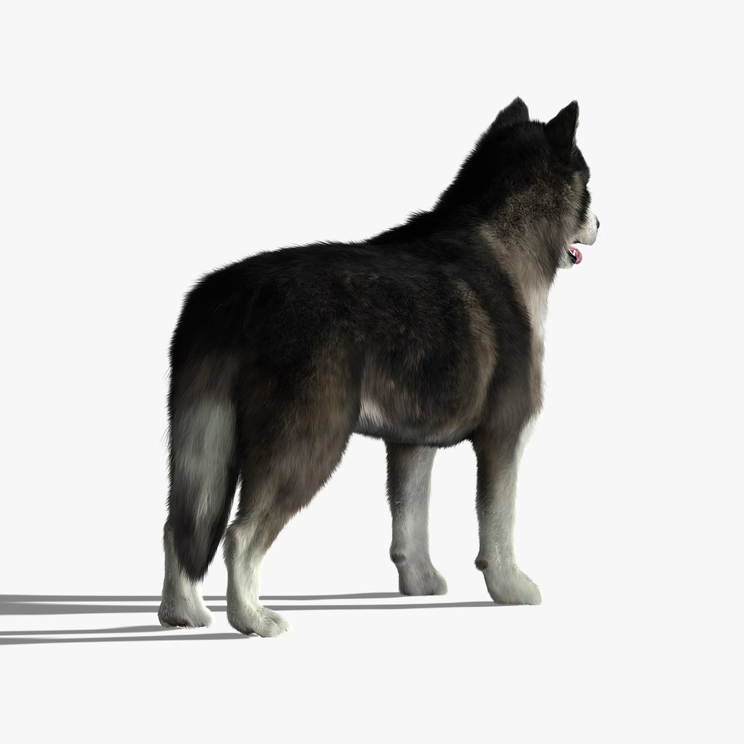 obj siberian husky fur https://p.turbosquid.com/ts-thumb/vj/fLAvEn/Qs3YCIlV/newhd4/jpg/1300287878/1920x1080/fit_q87/267bd642cf33873dbb3714a6d4c3aba8d597a653/newhd4.jpg