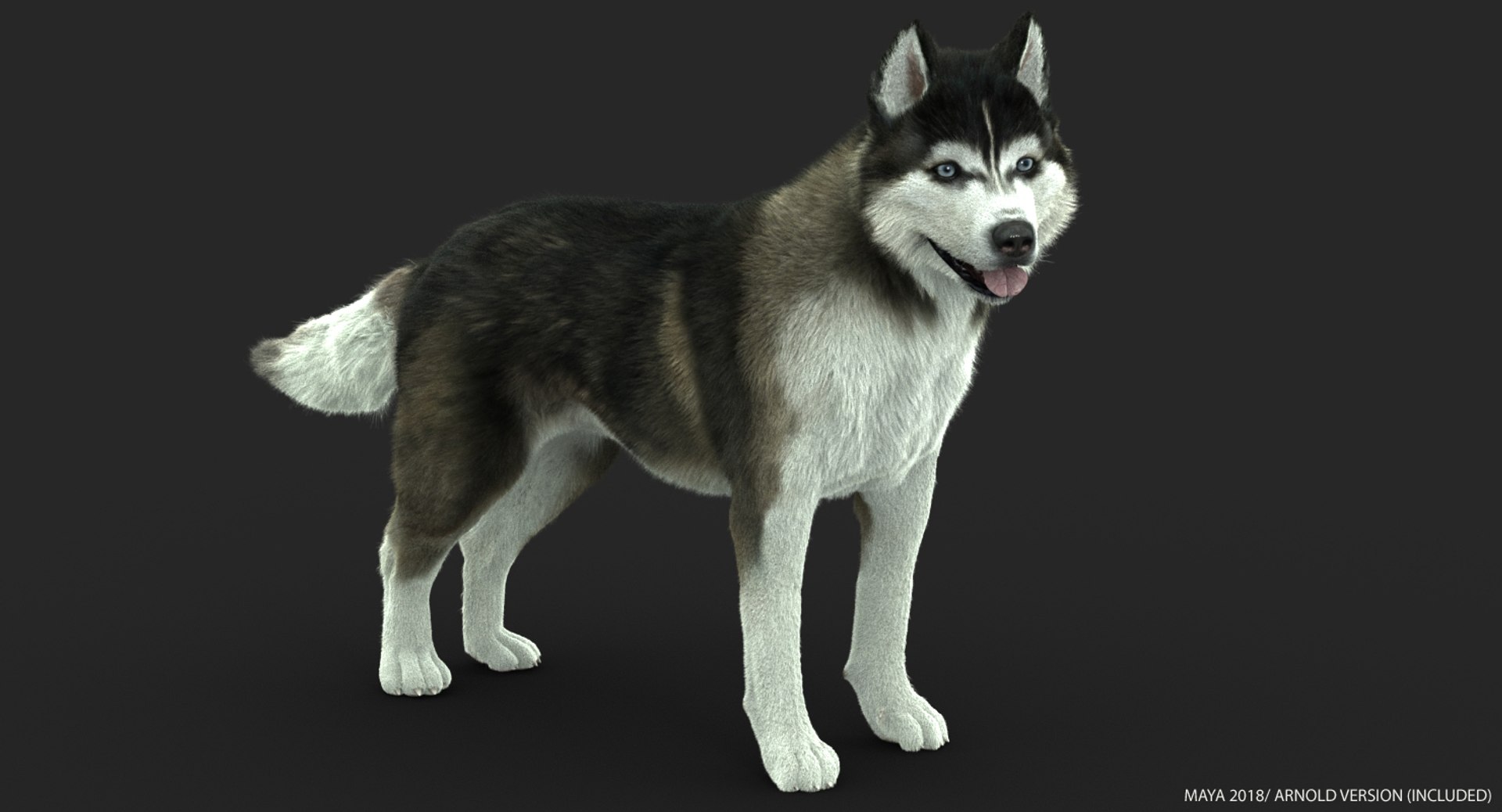 obj siberian husky fur https://p.turbosquid.com/ts-thumb/vj/fLAvEn/SrhAo16v/dtx/jpg/1545036376/1920x1080/fit_q87/4ee8f0f6cbfd1278d606ec53c86ee8400a10dec8/dtx.jpg