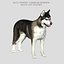 시베리안 허스키 (FUR)