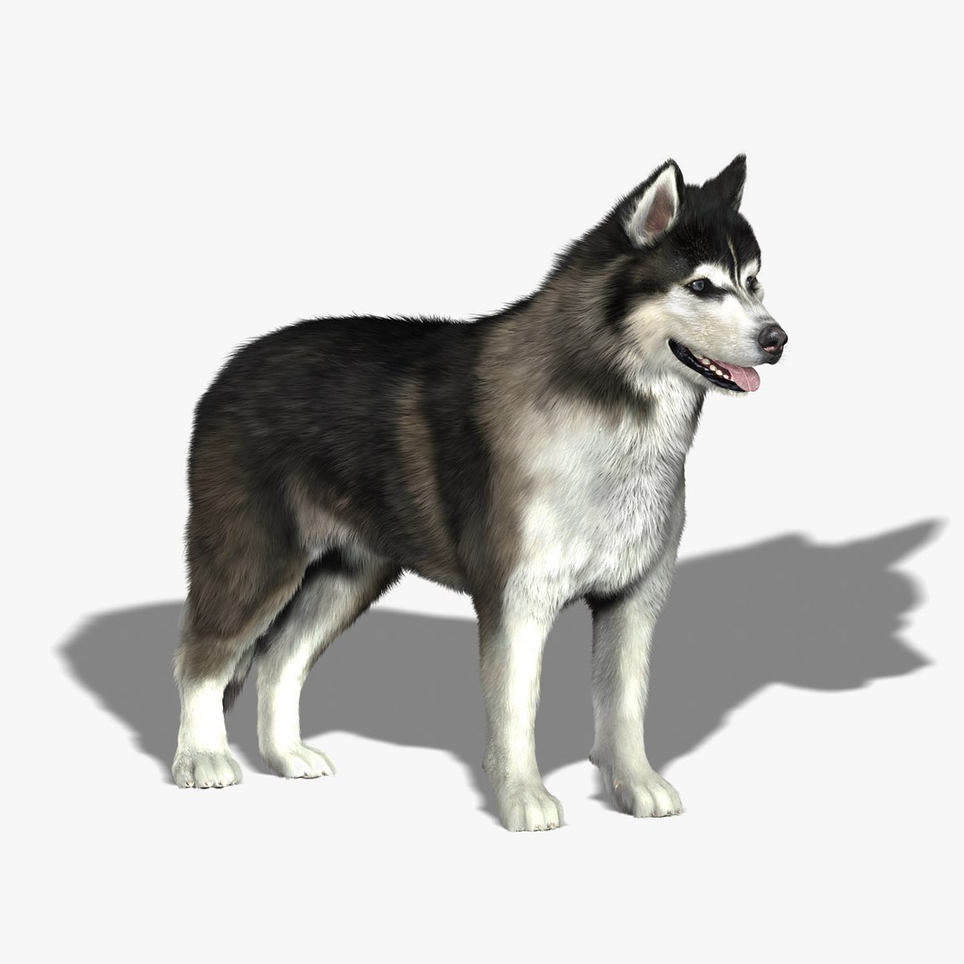 obj siberian husky fur https://p.turbosquid.com/ts-thumb/vj/fLAvEn/yDAf7u46/newhd3/jpg/1300286922/1920x1080/fit_q87/0cebf0dcb8cd77d1aa5dd5e1cc19c52e8593b7ab/newhd3.jpg