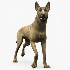 3D Shepherd Dog Gold Brindle Rigged for Cinema 4D