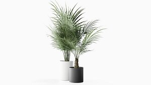 3D Plants set Palm