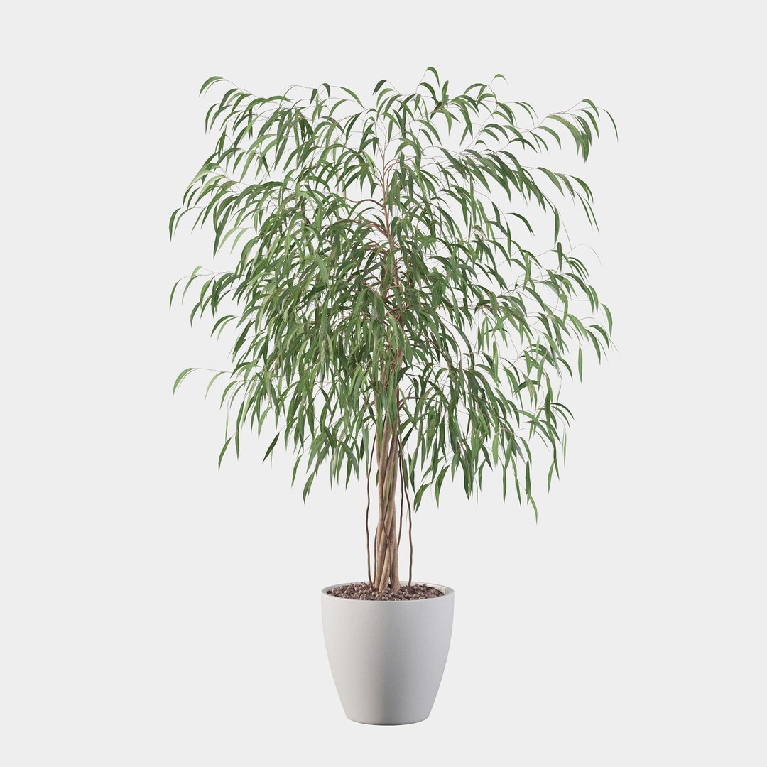 3D Ficus Ali Model - TurboSquid 1878446