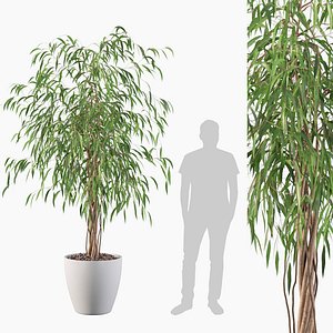 3D Ficus Ali model