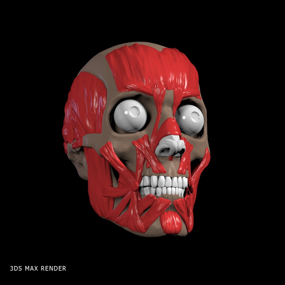 realistic head muscles anatomy max https://p.turbosquid.com/ts-thumb/vj/wKrqDk/019nOOUk/3dsmax_3/jpg/1312893061/1920x1080/fit_q87/176c7ff387c240612d2aeece893b5b91824225c7/3dsmax_3.jpg