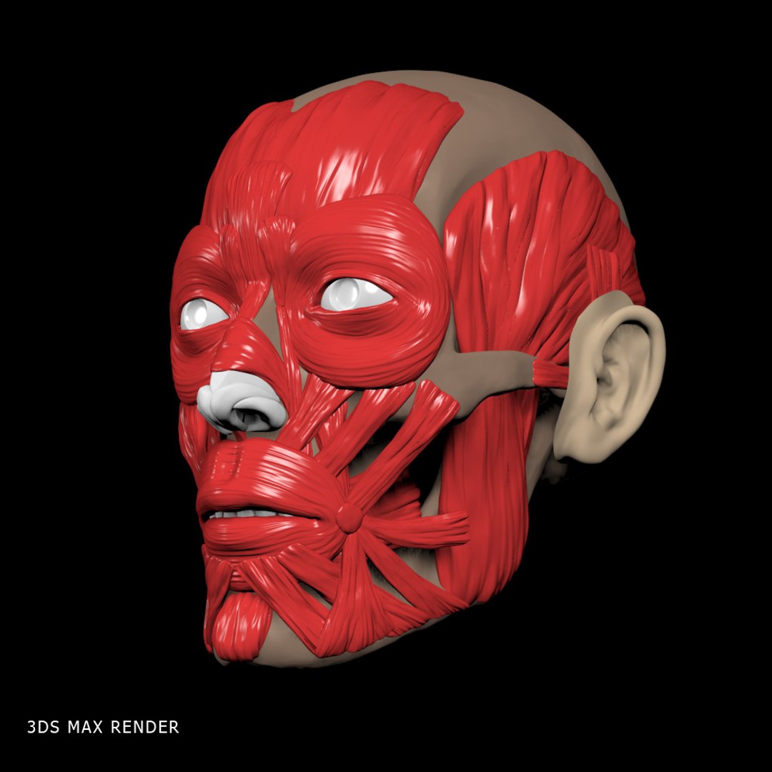 realistic head muscles anatomy max https://p.turbosquid.com/ts-thumb/vj/wKrqDk/AogXxhKV/3dsmax_1/jpg/1312893061/1920x1080/fit_q87/46aa744bf3d183ba16f52a8bea7139bd2c658921/3dsmax_1.jpg