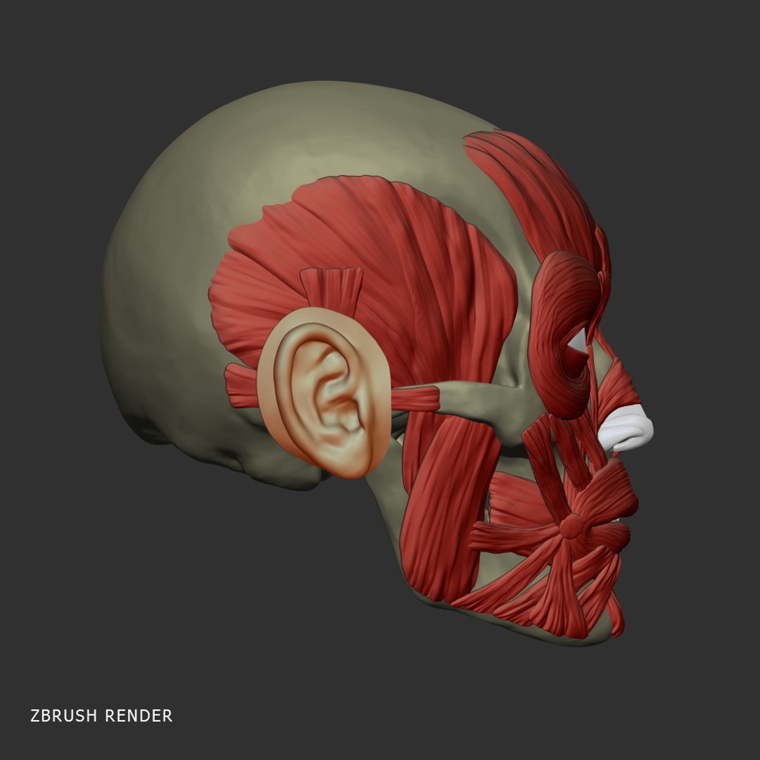 realistic head muscles anatomy max https://p.turbosquid.com/ts-thumb/vj/wKrqDk/c4sdYjQA/zbrush_2/jpg/1312818243/1920x1080/fit_q87/7e78f6d844fb5ec7717c3cdc92b6c4faba85a14e/zbrush_2.jpg