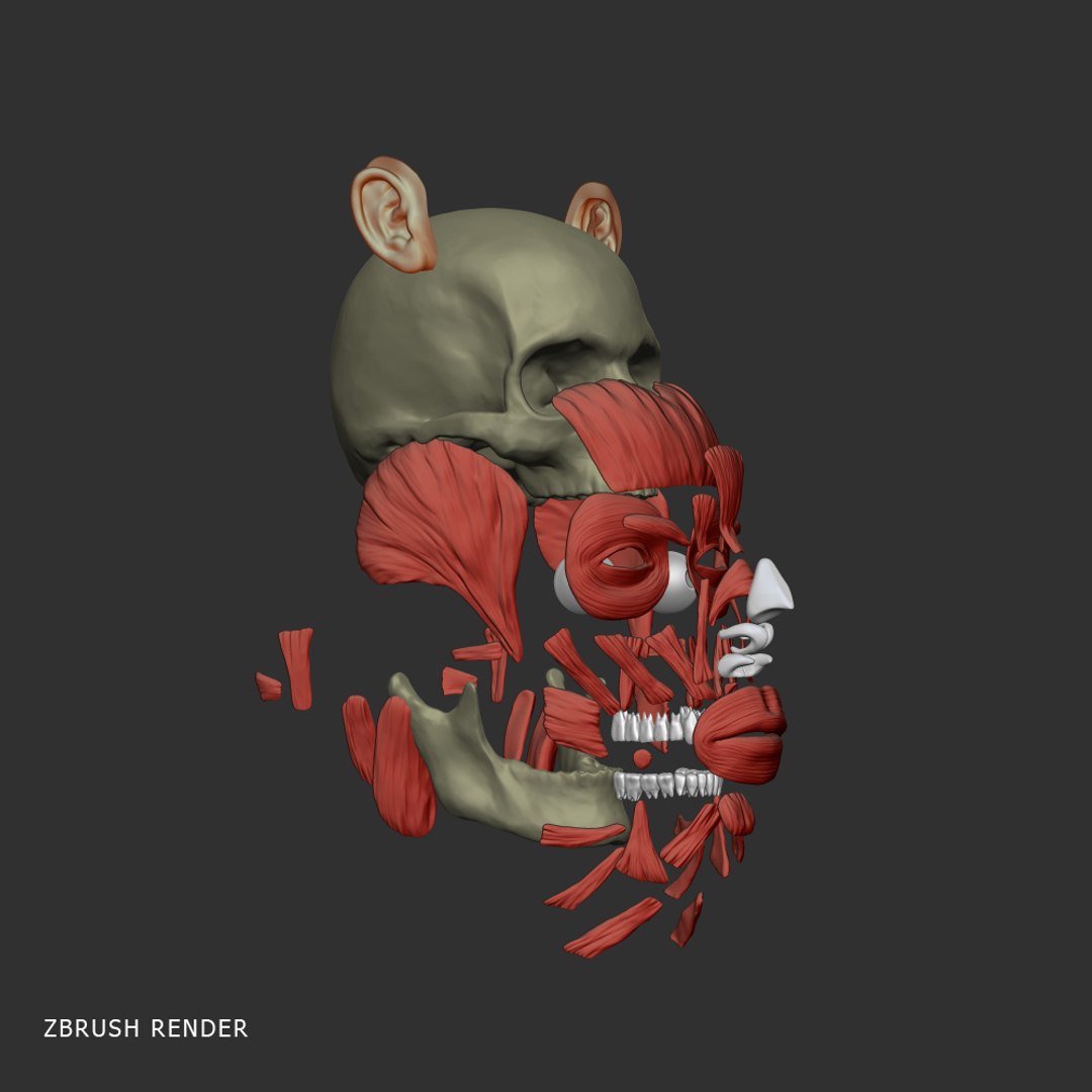 realistic head muscles anatomy max https://p.turbosquid.com/ts-thumb/vj/wKrqDk/dKiN2d4M/zbrush_6/jpg/1312818243/1920x1080/fit_q87/58a90f2dd72df80030362eb7cc8b033120a14880/zbrush_6.jpg