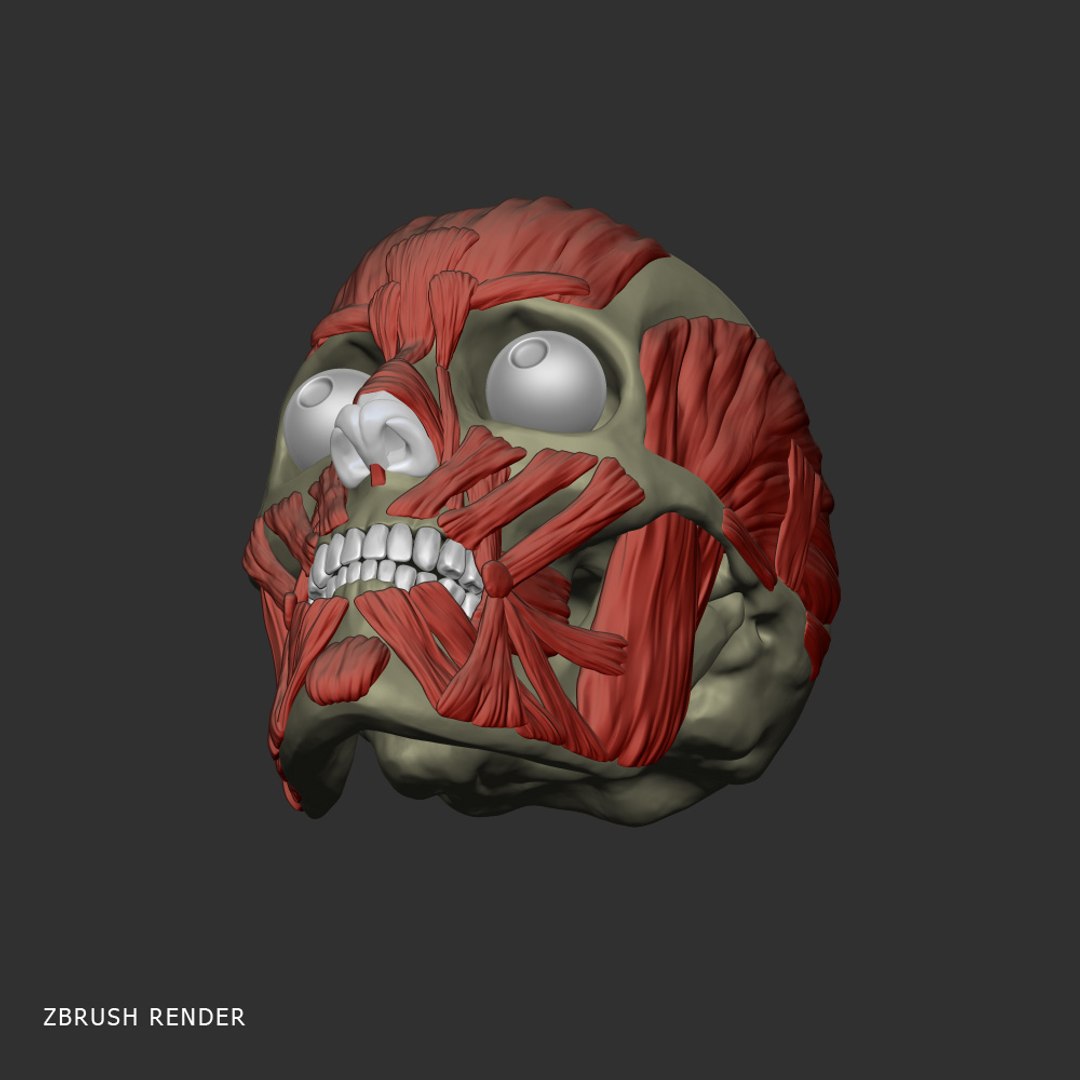 realistic head muscles anatomy max https://p.turbosquid.com/ts-thumb/vj/wKrqDk/z72d2l56/zbrush_5/jpg/1312818243/1920x1080/fit_q87/1ec0766645cf0406c0f5c4a558e4a5f1562a018f/zbrush_5.jpg