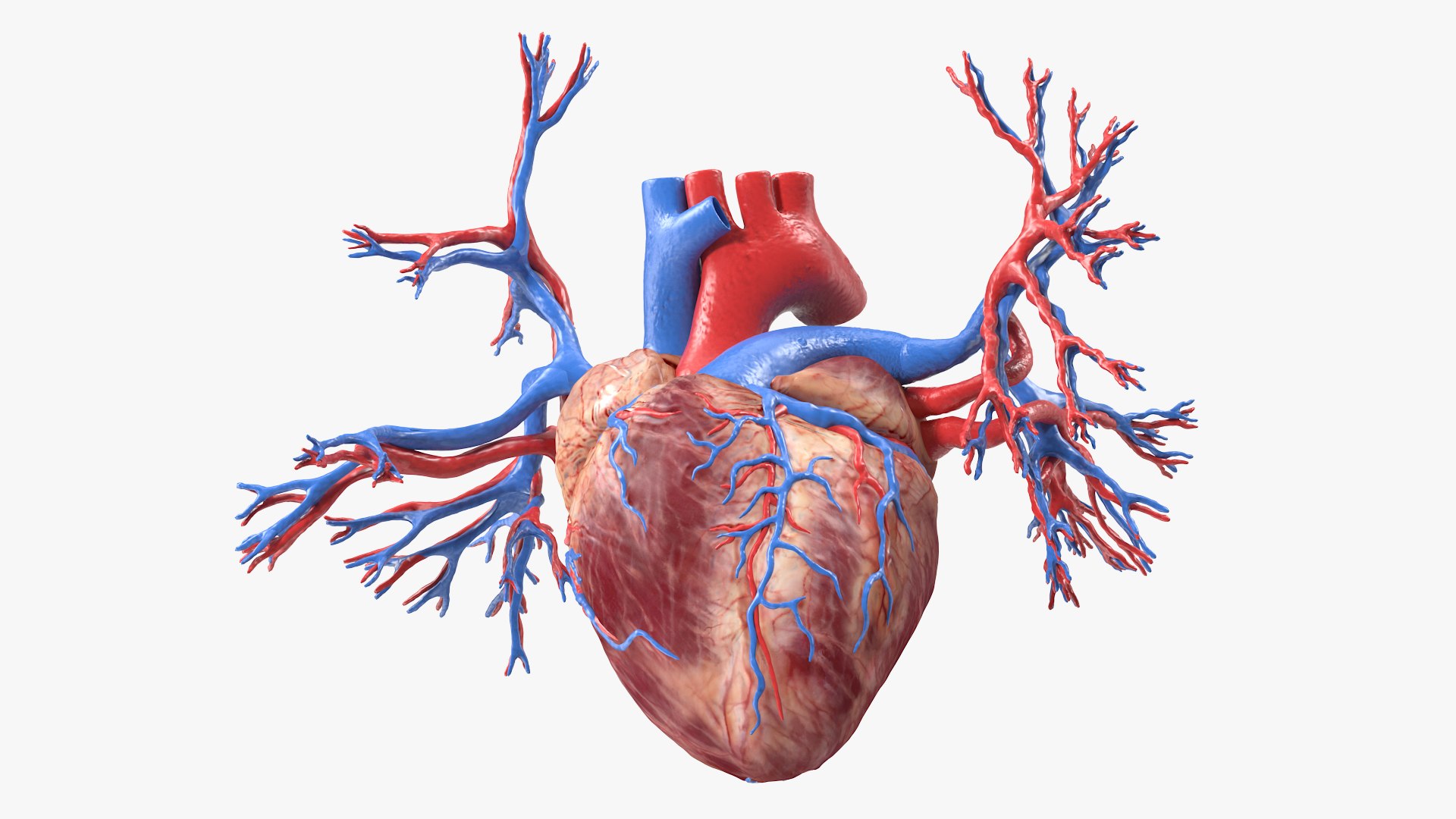 Female Heart 3D model preview