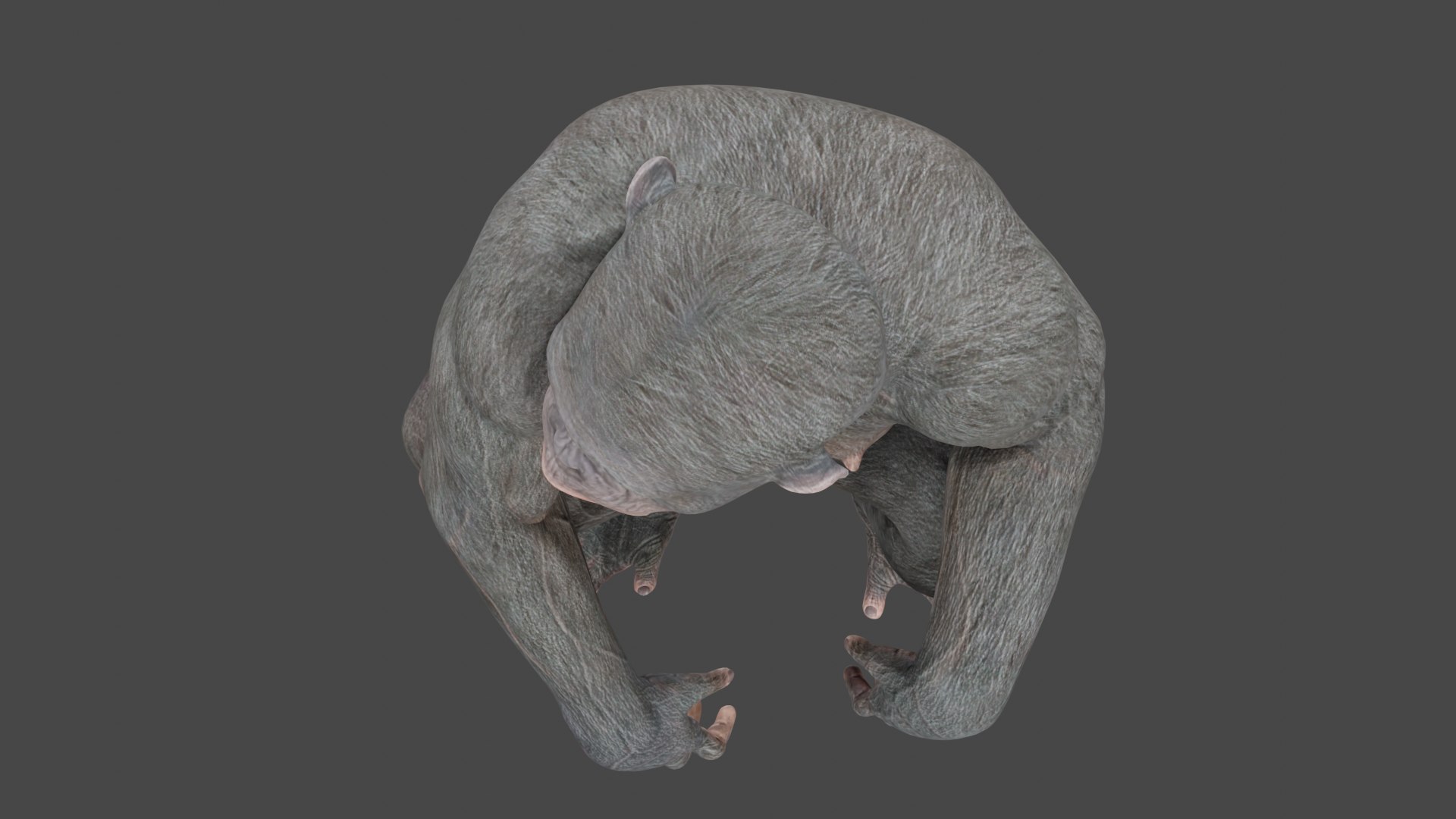 3D Model Realestic Ape - TurboSquid 2365555