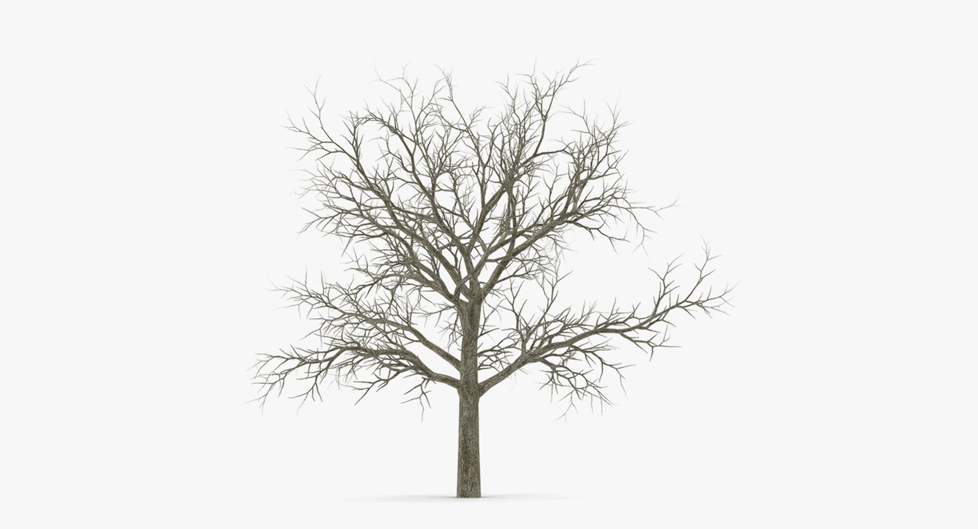 3D winter trees 2 https://p.turbosquid.com/ts-thumb/vk/3TCjzw/5h5bOj7A/wintertreescollection2mb3dmodel023/jpg/1538236171/1920x1080/fit_q87/468692a7048d21ada78b68268b663eced37a4f88/wintertreescollection2mb3dmodel023.jpg