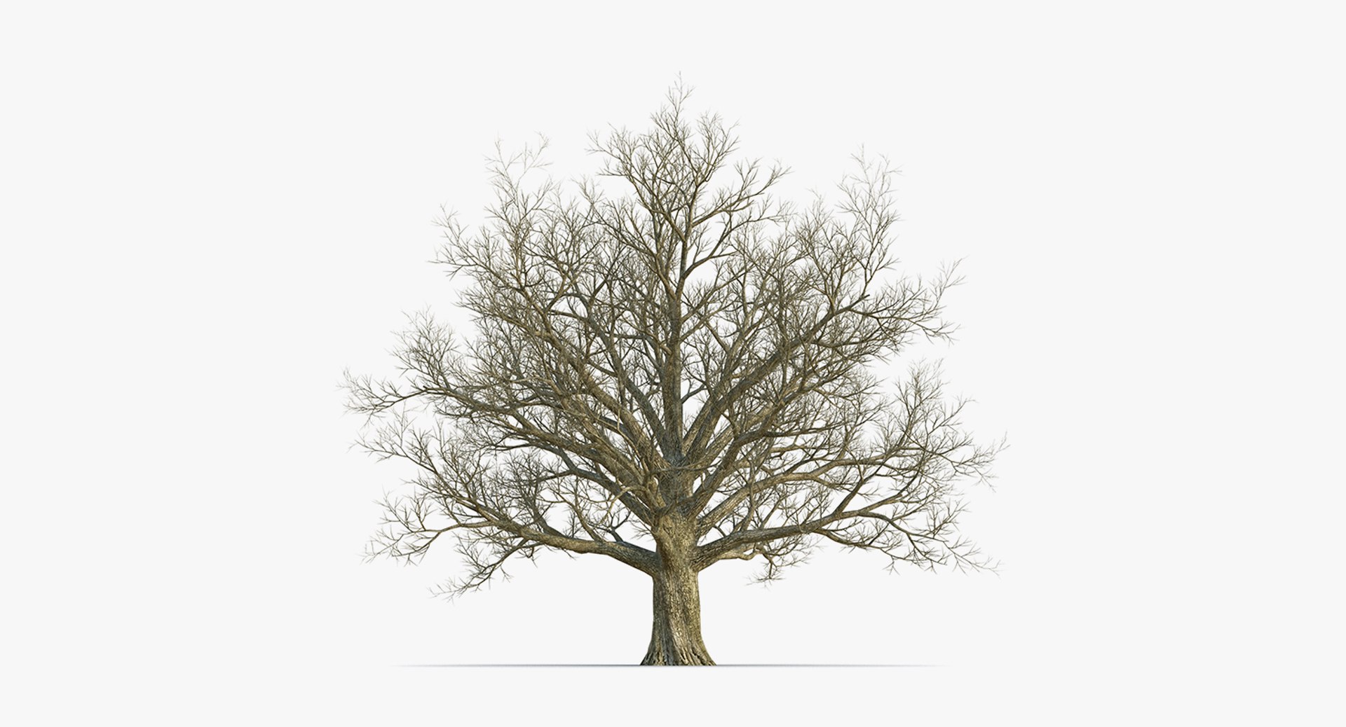 3D winter trees 2 https://p.turbosquid.com/ts-thumb/vk/3TCjzw/Rc7N5RGG/wintertreescollection2mb3dmodel003/jpg/1538236170/1920x1080/fit_q87/238846f69cef9d04222e68977d33d3f91b89b4a1/wintertreescollection2mb3dmodel003.jpg