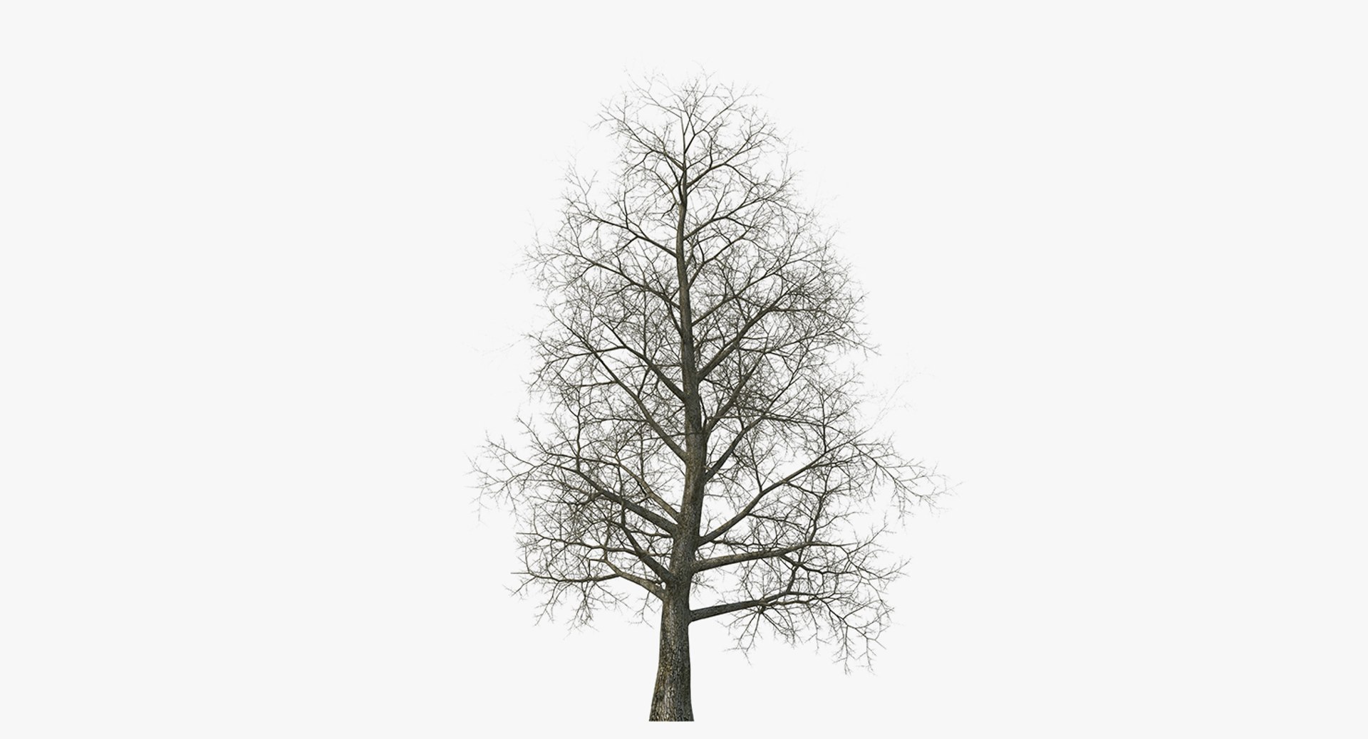 3D winter trees 2 https://p.turbosquid.com/ts-thumb/vk/3TCjzw/UPD1Fb0L/wintertreescollection2mb3dmodel005/jpg/1538236170/1920x1080/fit_q87/83518016277cbf62a8b6783f73e1eade18cff3f8/wintertreescollection2mb3dmodel005.jpg