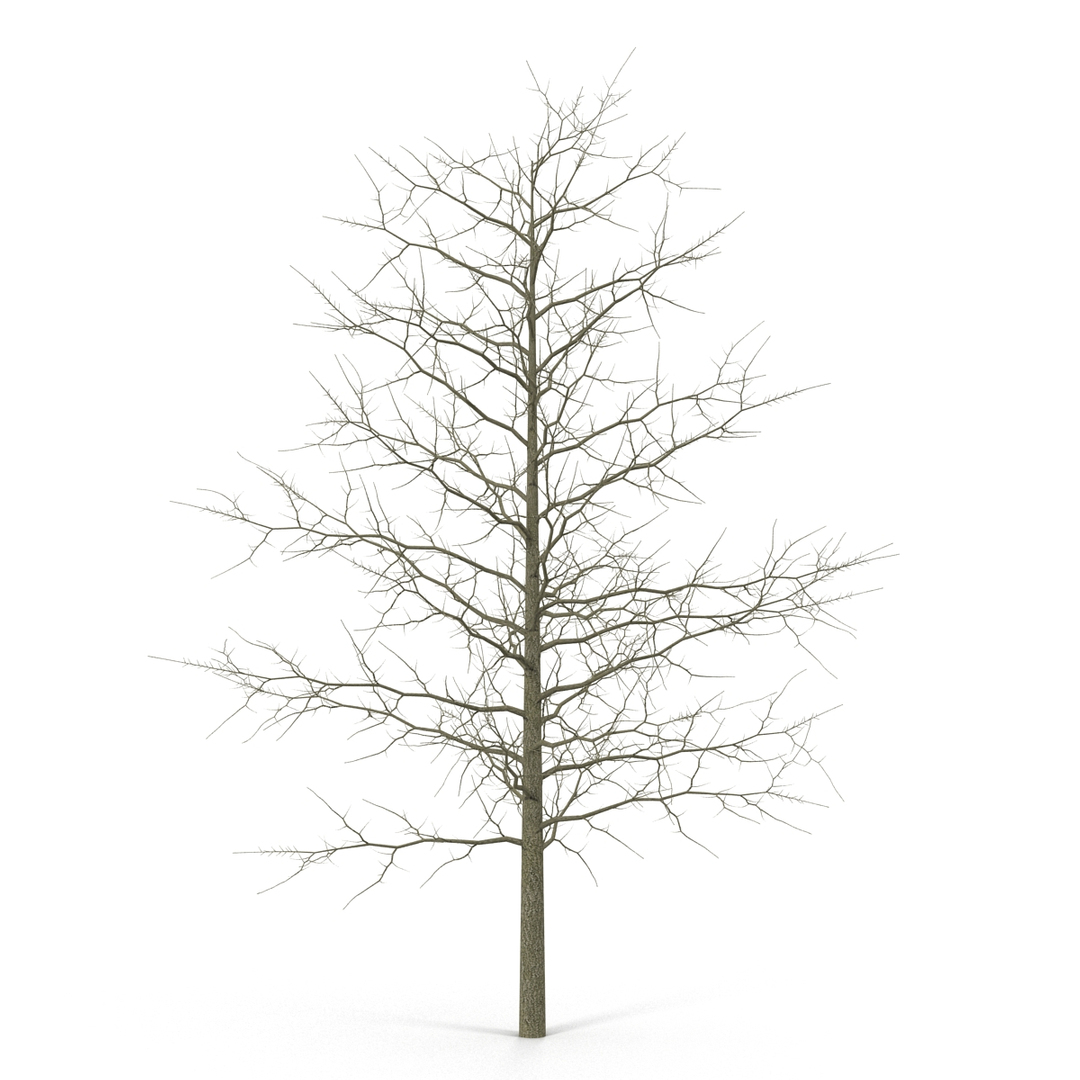 3D winter trees 2 https://p.turbosquid.com/ts-thumb/vk/3TCjzw/iqyxRhxl/winter_trees_collection_2_366/jpg/1538200807/1920x1080/turn_fit_q99/3ea6b8d071955148e2de81f941f9e367105c0961/winter_trees_collection_2_366-1.jpg