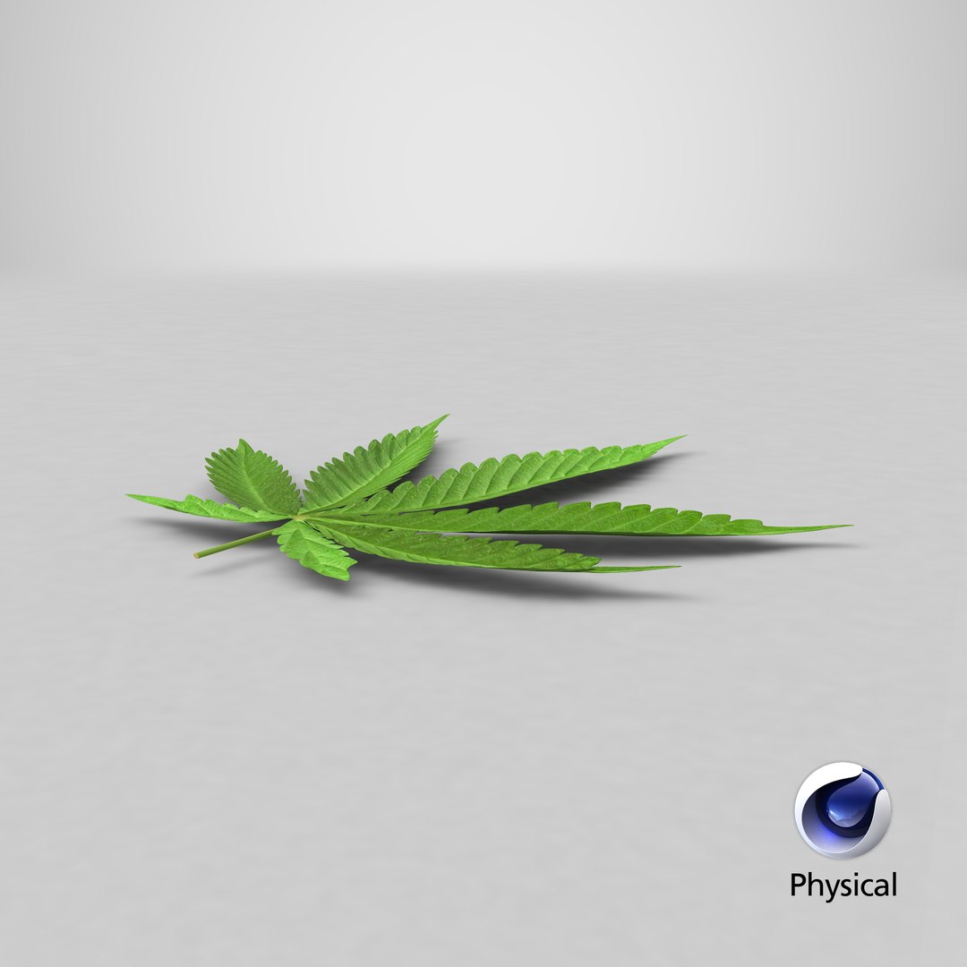 3D model cannabis leaf https://p.turbosquid.com/ts-thumb/vk/8Zc9ad/6d/stemcell_cinema_4d_physical_render/png/1630083516/1920x1080/fit_q87/8cd0e896427f70a73d2d56e4a999a80fef2ee4e6/stemcell_cinema_4d_physical_render.jpg