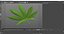 Cannabis Leaf