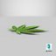 Cannabis Leaf