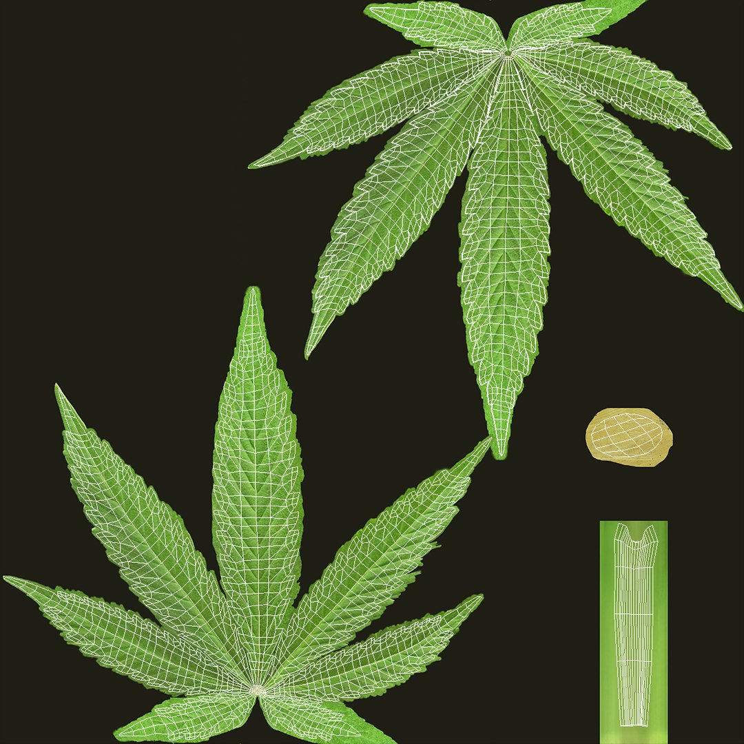 3D model cannabis leaf https://p.turbosquid.com/ts-thumb/vk/8Zc9ad/QD/cannabis_leaf_011/jpg/1640768226/1920x1080/fit_q87/000babf73a934a1237b554ec3aaca8ac4ab814d6/cannabis_leaf_011.jpg