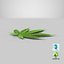 Cannabis Leaf