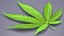 Cannabis Leaf