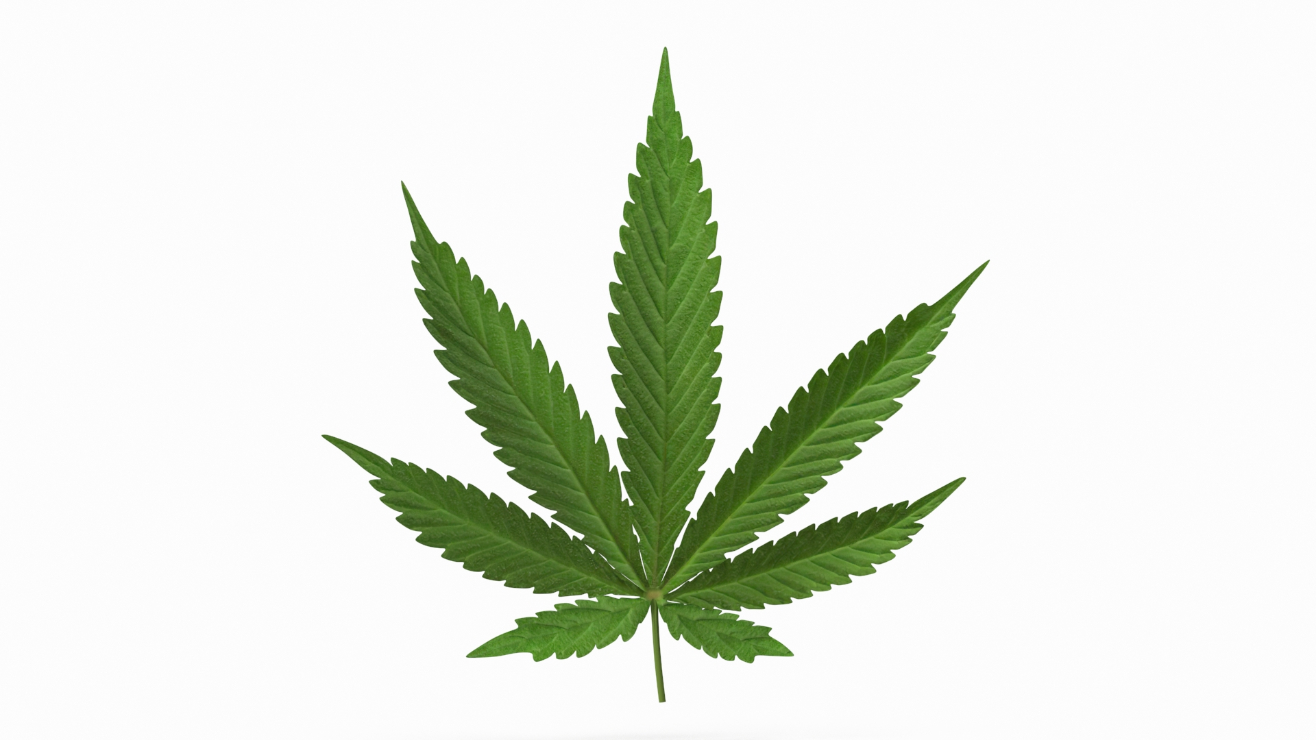 3D model cannabis leaf https://p.turbosquid.com/ts-thumb/vk/8Zc9ad/eo/cannabis_leaf_360/jpg/1640768531/1920x1080/turn_fit_q99/497b434d0408d4dc20c83f31a38518d6b438ec04/cannabis_leaf_360-1.jpg
