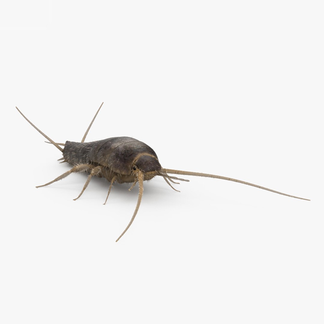 Silverfish hd 3D model - TurboSquid 1652451