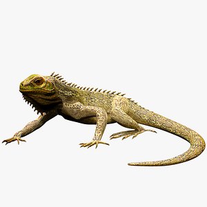 Iguana Rigged PBR